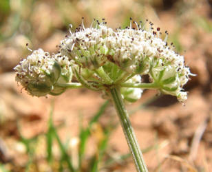 Bigroot Springparsley, Cymopterus macrorhizus