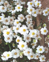 Blackfoot Daisy, Melampodium leucanthum (1)