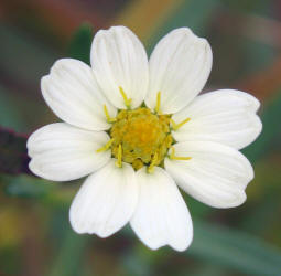 Blackfoot Daisy, Melampodium leucanthum (11)