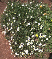 Blackfoot Daisy, Melampodium leucanthum (2)