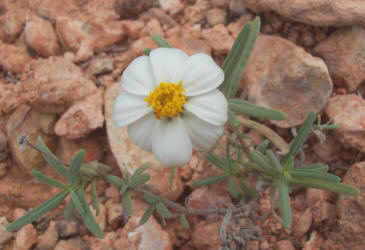 Blackfoot Daisy, Melampodium leucanthum (3)