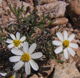 Blackfoot Daisy, Melampodium leucanthum (5)