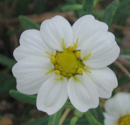 Blackfoot Daisy, Melampodium leucanthum (7)