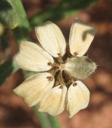 Blackfoot Daisy, Melampodium leucanthum (8)