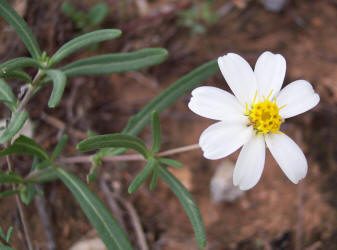 Blackfoot Daisy, Melampodium leucanthum (9)