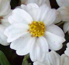 Blackfoot Daisy, Melampodium leucanthum
