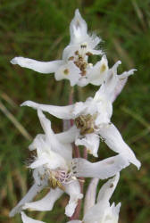Carolina Larkspur, Delphinium carolinianum (1)