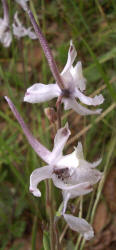 Carolina Larkspur, Delphinium carolinianum (3)