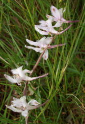 Carolina Larkspur, Delphinium carolinianum (4)