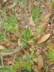 Carolina Larkspur, Delphinium carolinianum (7)
