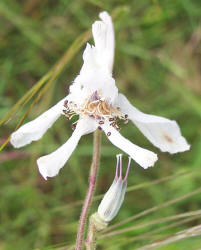 Carolina Larkspur, Delphinium carolinianum