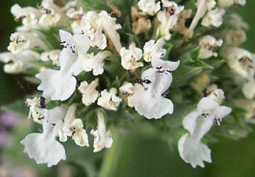 Catnip, Nepeta cataria (1)