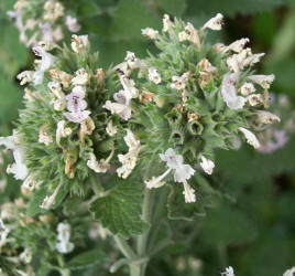 Catnip, Nepeta cataria (3)