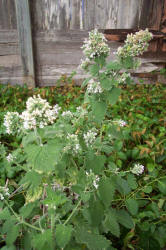 Catnip, Nepeta cataria