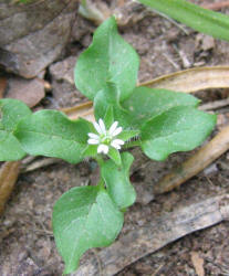 Chickweed, Stellaria media (3)