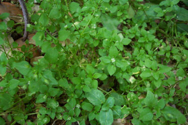 Chickweed, Stellaria media