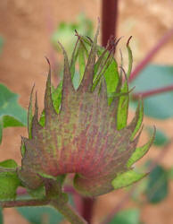 Cotton, Gossypium hirsutum (1)