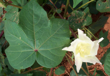 Cotton, Gossypium hirsutum (4)