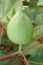 Cotton, Gossypium hirsutum (5)