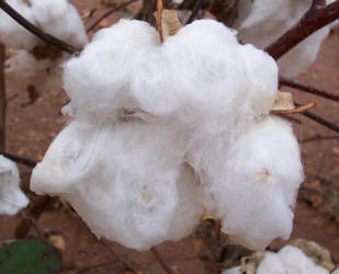 Cotton, Gossypium hirsutum (6)