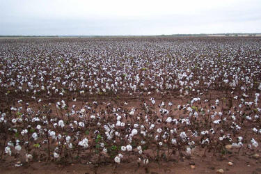Cotton, Gossypium hirsutum (7)