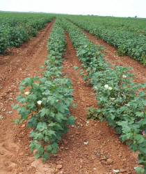 Cotton, Gossypium hirsutum