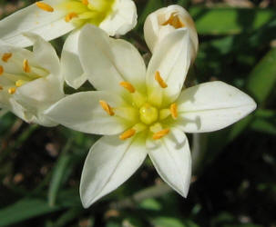 Crow Poison, Nothoscordum bivalve (2)