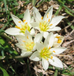 Crow Poison, Nothoscordum bivalve (3)