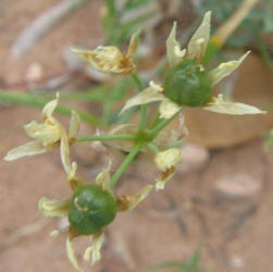 Crow Poison, Nothoscordum bivalve (6)