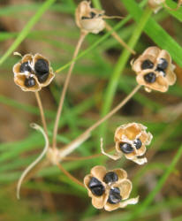 Crow Poison, Nothoscordum bivalve (7)