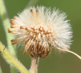 Daisy Fleabane, Erigeron strigosus (10)