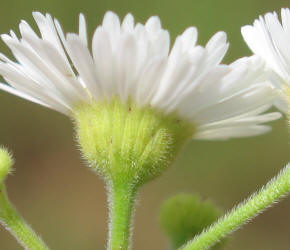 Daisy Fleabane, Erigeron strigosus (11)