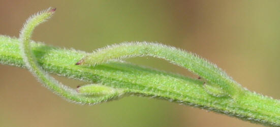 Daisy Fleabane, Erigeron strigosus (12)