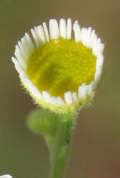 Daisy Fleabane, Erigeron strigosus (13)