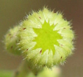 Daisy Fleabane, Erigeron strigosus (14)