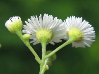 Daisy Fleabane, Erigeron strigosus (16)