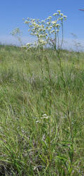 Daisy Fleabane, Erigeron strigosus (3)