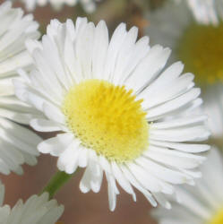 Daisy Fleabane, Erigeron strigosus (5)