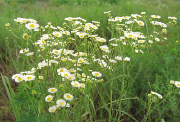 Daisy Fleabane, Erigeron strigosus (6)