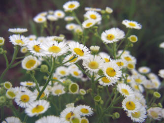 Daisy Fleabane, Erigeron strigosus (7)