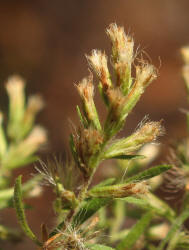 Dogfennel, Eupatorium capillifolium, VZ (1)