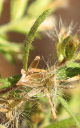 Dogfennel, Eupatorium capillifolium, VZ (2)