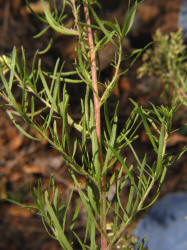 Dogfennel, Eupatorium capillifolium, VZ (3)