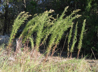 Dogfennel, Eupatorium capillifolium, VZ (4)