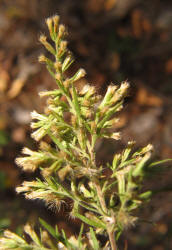 Dogfennel, Eupatorium capillifolium, VZ