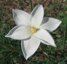 Evening Rain Lily, Cooperia drummondii (2)