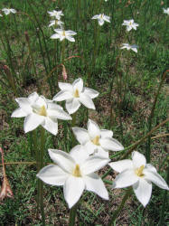 Evening Rain Lily, Cooperia drummondii (4)