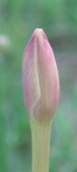 Evening Rain Lily, Cooperia drummondii (6)