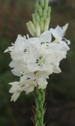 False Gaura, Stenosiphon linifolius (1)