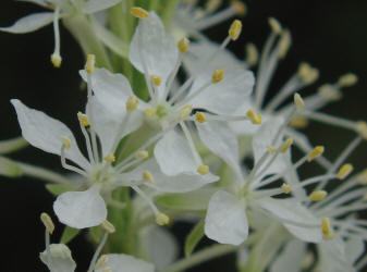 False Gaura, Stenosiphon linifolius (2)